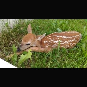 Meet your Posher, Tom